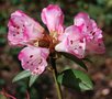 vignette Rhododendron 'Seta'