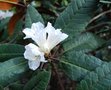 vignette Rhododendron 'Sir Charles Lemon'