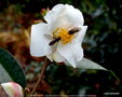 vignette ' CORNISH SNOW ' camellia hybride