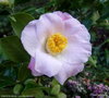 vignette ' FANCH LE MOAL ' camellia hybride