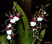 vignette Orchide cambria