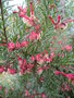 vignette grevilea rosmarinifolia