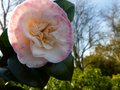 vignette Camellia japonica Margareth davies picottee au 24 12 12