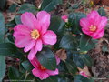 vignette ' PARADISE BELINDA ' camellia sasanqua