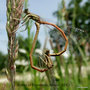 vignette Agrion orang (Platycnemis acutipennis)  en coeur copulatoire