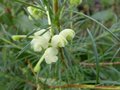 vignette Grevillea gracilis alba gros plan des fleurs au 01 01 13