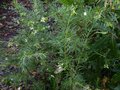vignette Grevillea gracilis alba bien fleuri au 01 01 13