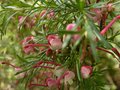 vignette Grevillea rosmarinifolia gros plan au 29 12 12