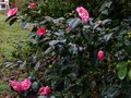 vignette Camellia japonica Lady Clare au 26 12 12