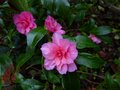 vignette Camellia hiemalis chansonnette au 28 12 12