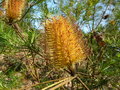vignette Banksia spinulosa var spinulosa