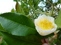 vignette Camellia irrawadiensis