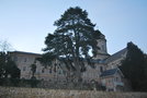 vignette Pinus sp. (Saint Florent le Vieil, Maine et Loire, Pays de La Loire