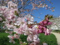 vignette Prunus 'Accolade' - Cerisier, Place San  Brest