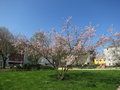 vignette Prunus 'Accolade' - Cerisier du Japon