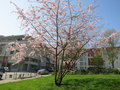 vignette Prunus 'Accolade' - Cerisier
