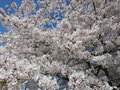 vignette Prunus - Cerisier