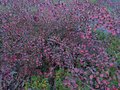 vignette Azalea japonica petites feuillesfleurs mauves feuillage au 16 12 12