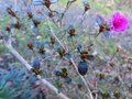 vignette Azalea japonica petites feuilles fleurs mauves au 02 01 13