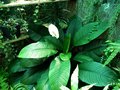 vignette Spathiphyllum blandum