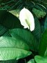 vignette Spathiphyllum blandum