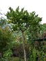 vignette Bois d'éponge Gastonia cutispongia