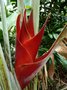 vignette Heliconia caribbea