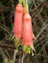 vignette Fuchsia splendens