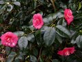 vignette Camellia japonica Lady Clare au 04 01 13
