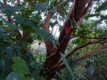 vignette Abutilon megapotamicum grandiflorum qui grimpe dans l'arbutus Andachne au 04 01 13