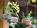 vignette paniers suspendus - Oncidium