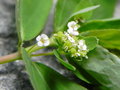 vignette Euphorbia hypericifolia