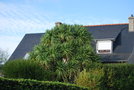 vignette Cordyline australis (Crozon, Finistère, Bretagne)
