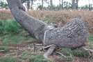 vignette Pinus maritima   (Presqu'île de Crozon, Finistère, Bretagne)
