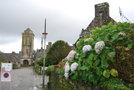 vignette Hydrangea   (Locronan, Finistère, Bretagne)