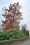 vignette Taxodium distichum   (Montreuil-Bellay, Maine et Loire, Pays de La Loire)