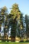 vignette Sequoia sempervirens   (Blain, Loire Atlantique)