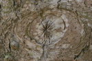vignette Ilex aquifolium   (Abbaye de Notre Dame du Tronchet, Ille et Vilaine, Bretagne)