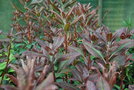 vignette Rhododendron 'Moser's Maroon'