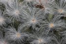 vignette Mammillaria plumosa