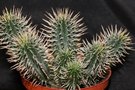 vignette Euphorbia mammillaris ou ferox ?