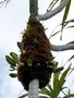 vignette Bulbophyllum sur Pandanus
