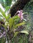 vignette Bulbophyllum variegatum