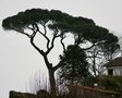vignette Pinus pinea & Araucaria araucana   (Tiffauges, Vendée, Pays de La Loire)