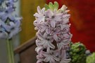 vignette Hyacinthus orientalis