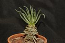 vignette Tylecodon wallichii