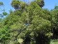 vignette Elaeocarpus rotundifolius?