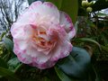 vignette Camellia japonica Margareth Davies picottee gros plan au 07 01 13