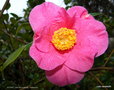 vignette ' ST EWE ' camellia hybride  williamsii