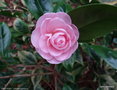 vignette ' KERGUELEN ' camellia japonica
